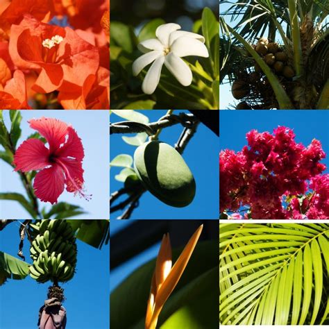 The Peculiar Wildlife of Tahiti: Spotting Rare Species in their Natural Habitat